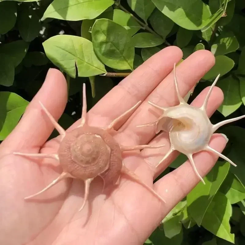 Counch Shell Fish Natural conch shell specimen snail fish tank aquascape decoration ...