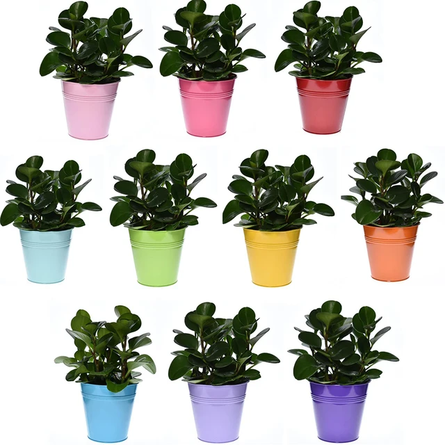 Fém Vas Függő Virágcserepek Vízelvezető Lyukkal És Leszerelhető Horgos Tartós Gyógynövény Edények Ültető Tökéletes Erkélykorláthoz - Image 2