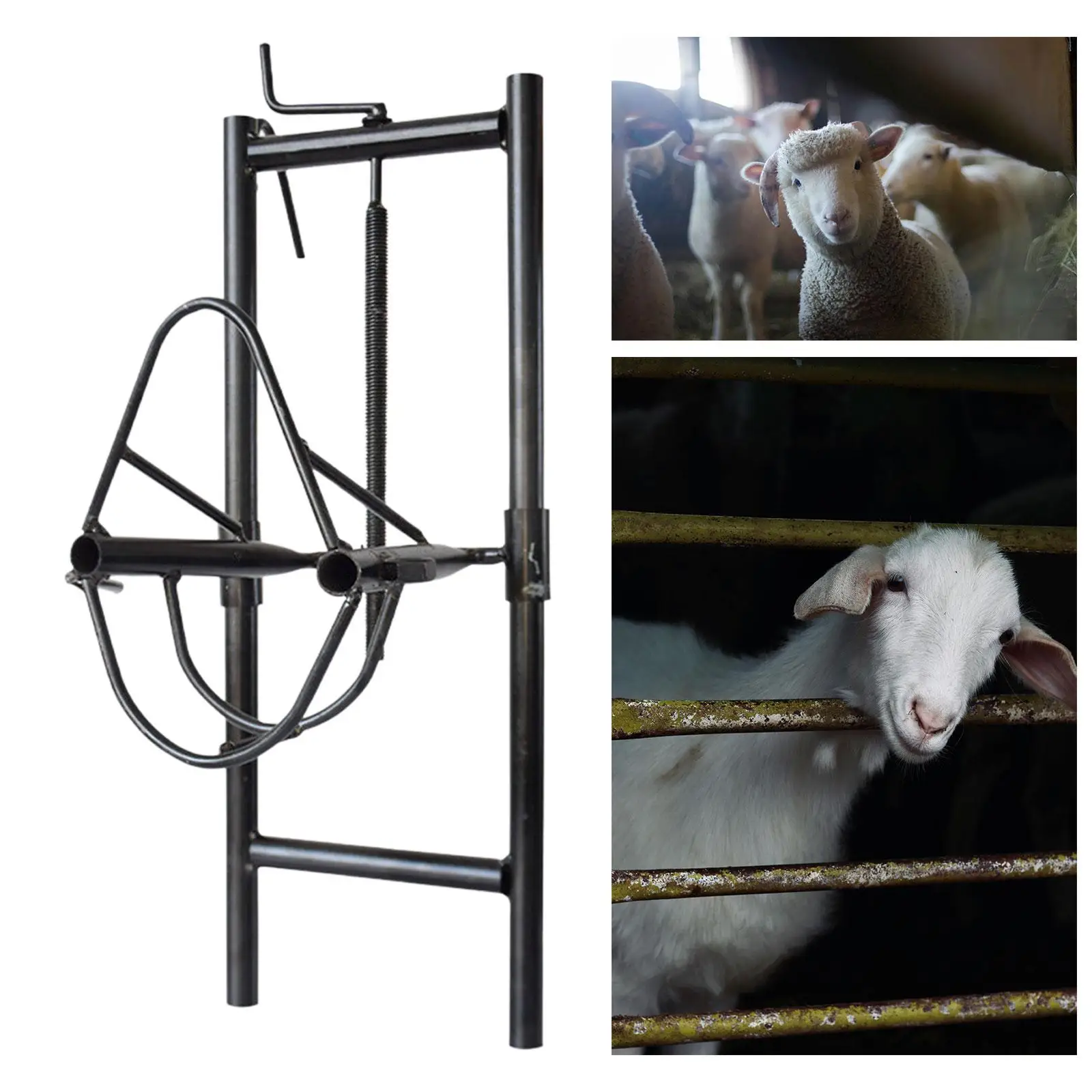 Liftable Sheep Head Holder Livestock Accessories Sheep Halter Heavy Duty Multipurpose Sheep Shearing Stand for Farm Factories Liftable Sheep Head Holder Livestock Accessories Sheep Halter Heavy Duty Multipurpose Sheep Shearing Stand for Farm Factories