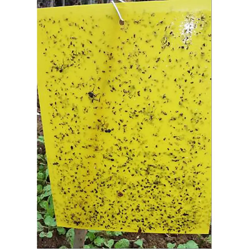 Blue Yellow Fruit Fly Trap Insetti Killer Sticky Board Pest Control Catcher Mosche Trappole Per Cucina Farm Plant Garden Reject