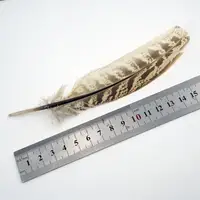 15-18cm Natural Pheasant Feathers 6