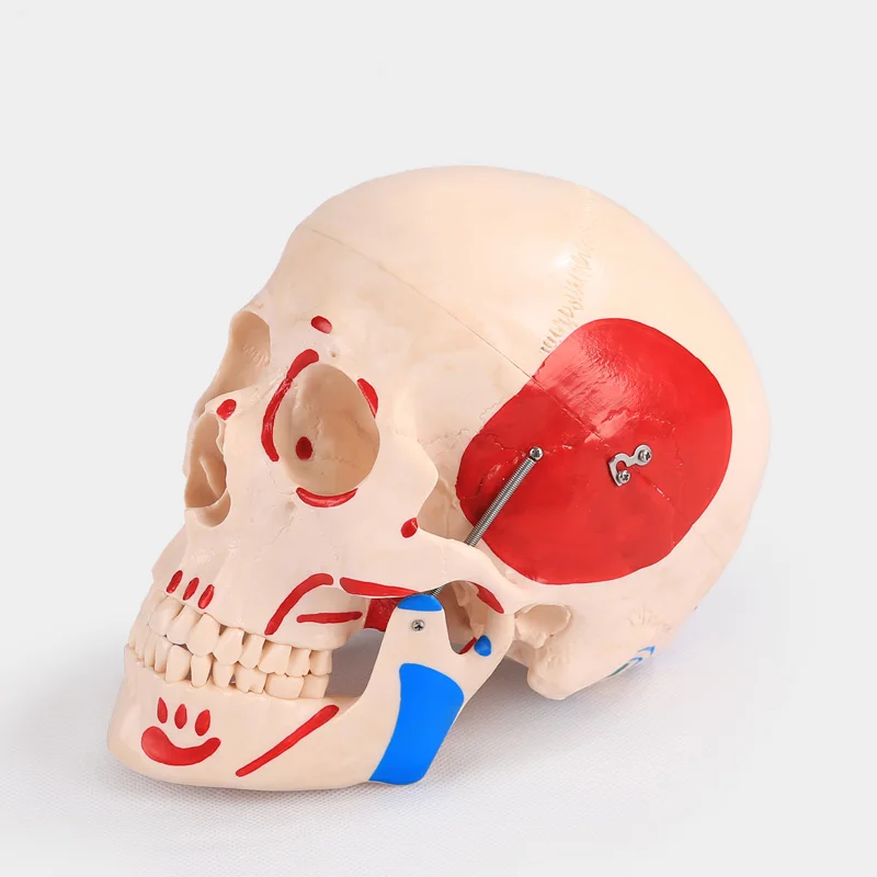 

Раскраска человеческих мышц, модель черепа, съемная анатомия, модель каркаса