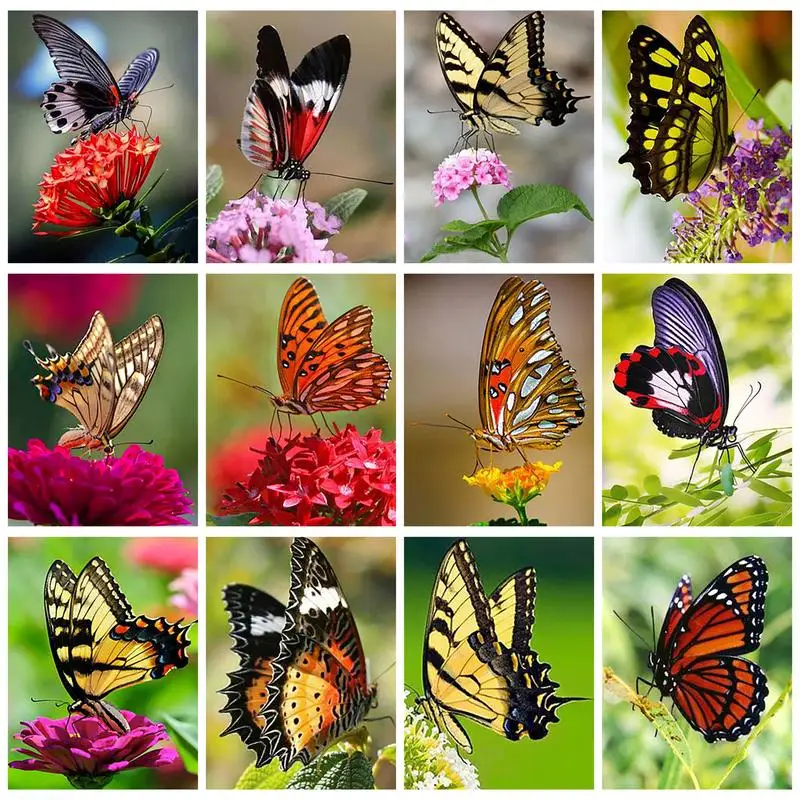 

GATYZTORY Oil Painting By Numbers On Canvas Butterflies And Flowers Picture Coloring Home Decoration For Adults Handicrafts