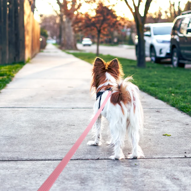1.8M 3M 5M 10M PVC Heavy Duty Long Dog Leash for Large Medium Dogs Waterproof Easy Clean Strong Durable Running Training Leash 5