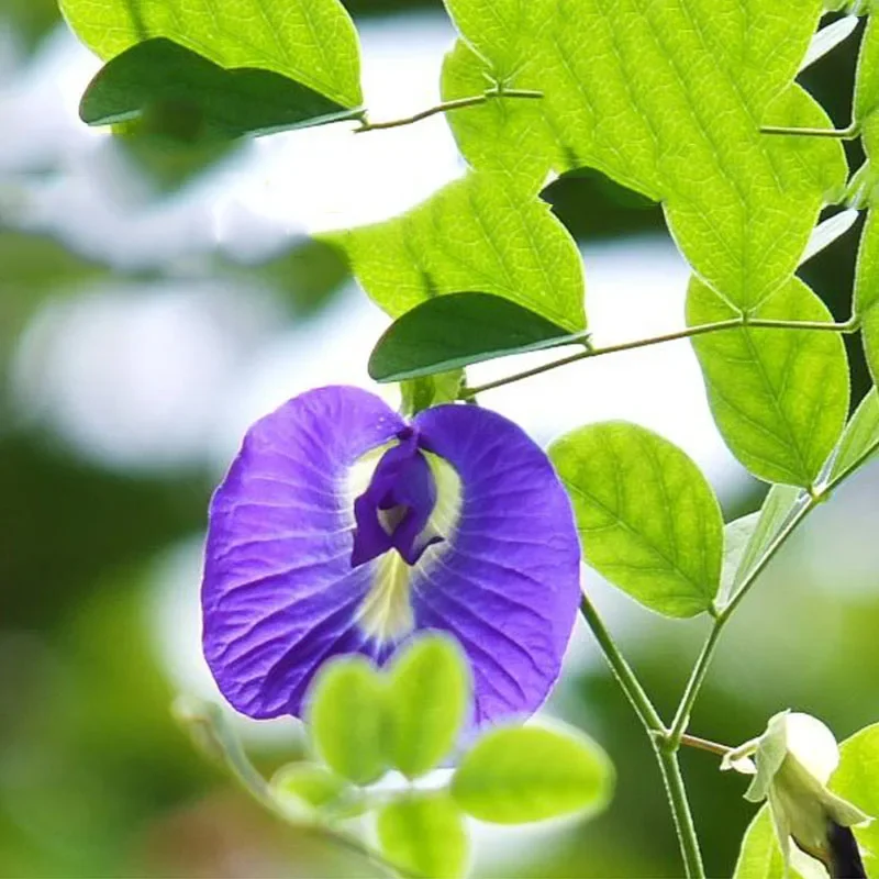

2024 Natural Clitoria Terna Dried Flowers Blue Butterfly Orchid Pea Beauty Making Cocktails DIY Wedding Party Decoration Festive