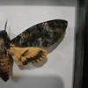 Acherontia lachesis real moth specimen real insect frame home decoration statues for decoration home decoration accessories 6