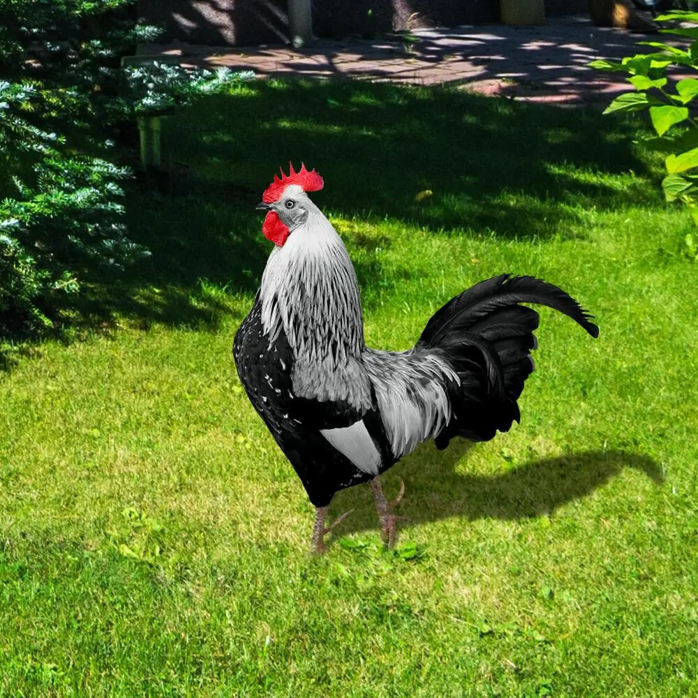 

Rooster statue Weatherproof hen statue Outdoor Backyard decoration Chicken sculpture garden decoration