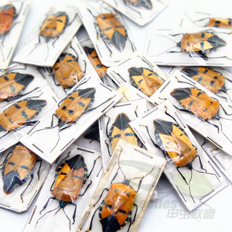 

Настоящие жуки, насекомые, бабочки, жуки, образцы единорога, сказочного мантиса, наблюдение за учением студентов, технические подарки