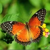Real Butterfly specimen Dragonfly insect original butterfly without wing spreading triangle bag variety multi handicraft 5