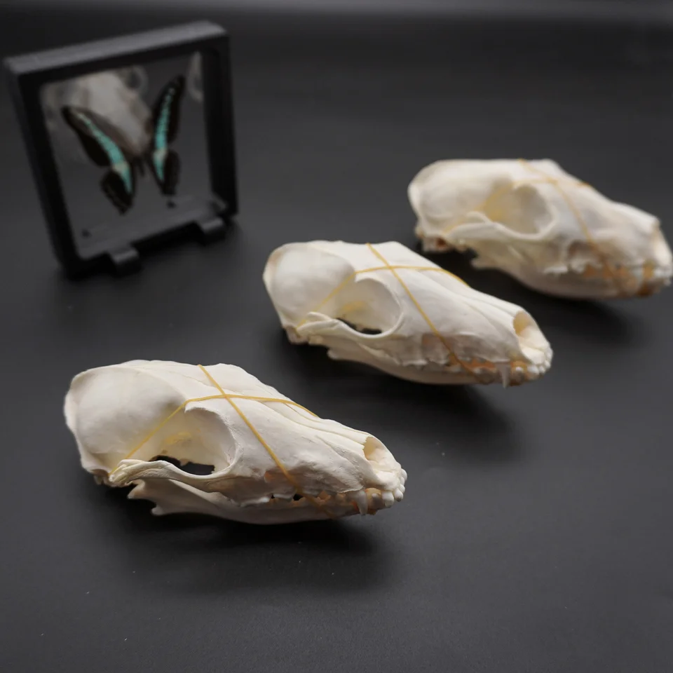 Real Genuine Animal Skull Skeleton Fox Taxidermy Supply Supplies Bone Art Tool From New2017, $12.67