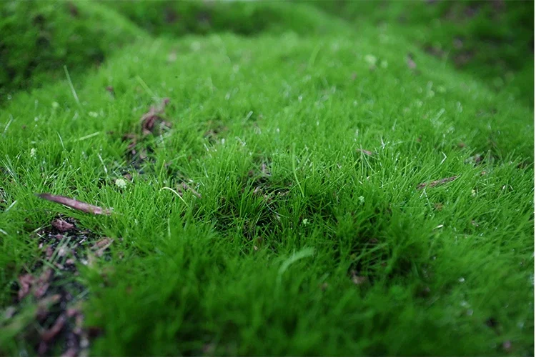 30 gr/beutel 3mm Statische Gras Baum Pulver Beflockung Laub HO OO N Z Skala Eisenbahn Zug Landschaft Militär Szene garten Dekoration – Detail 12