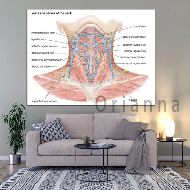 Human Anatomy Veins & Nerves Of Neck Poster Nerves Of Neck Wall