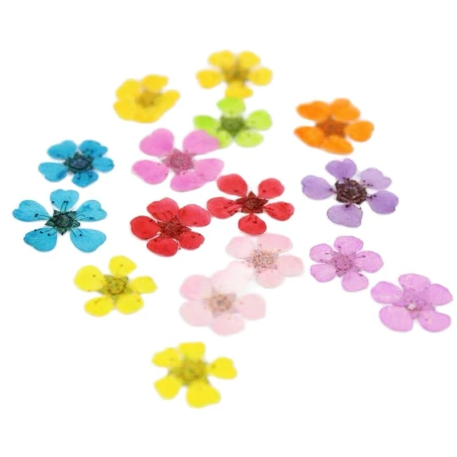 DIY Pressed Flower Stickers, Double Color Rose, Party Decoration, Free  Shipping, Wholesales, New, 100 Pcs