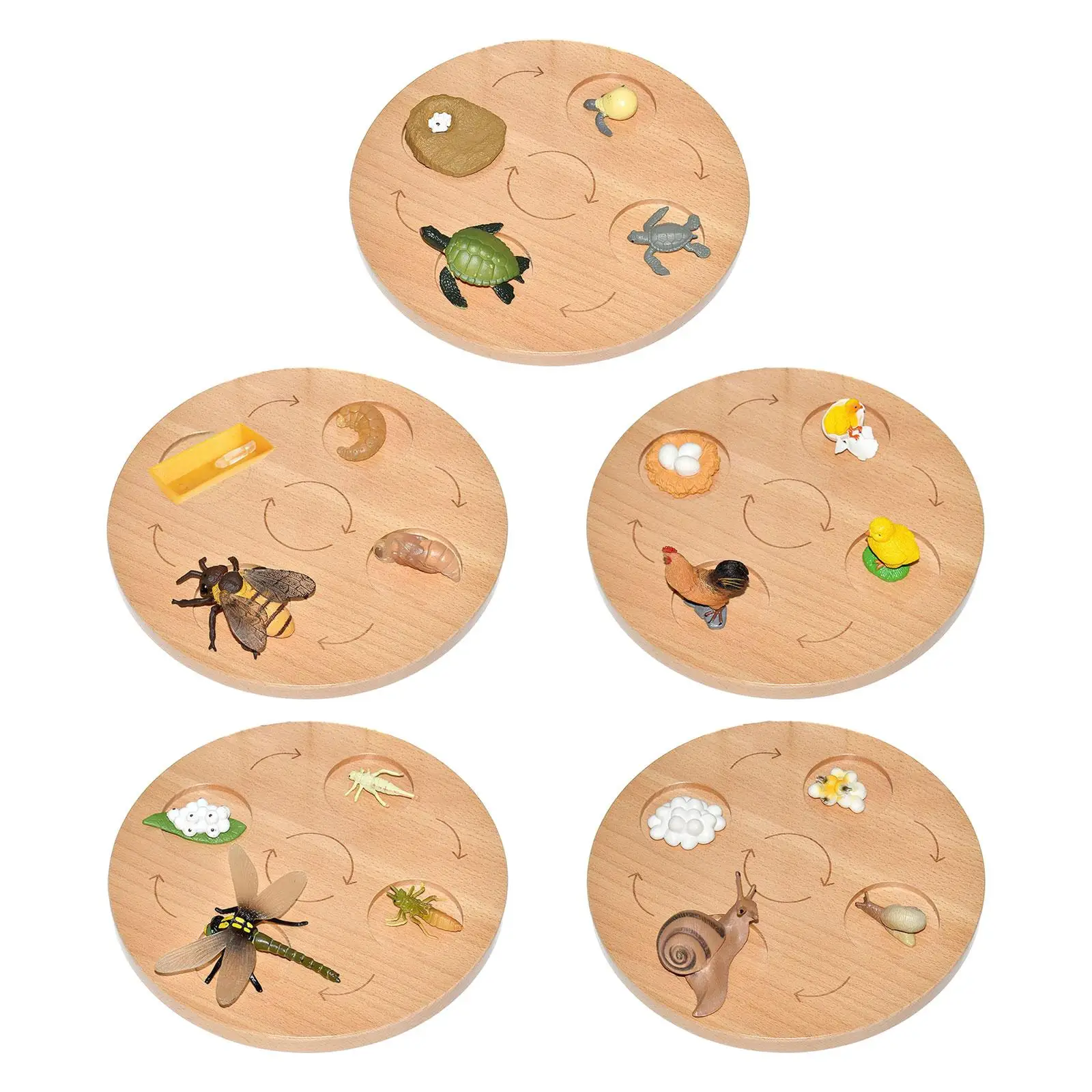 

Life Cycle Tray Teaching Aids Science Realistic Early Learning for Boys Girls Animal Growth Cycle Figures Montessori Toys