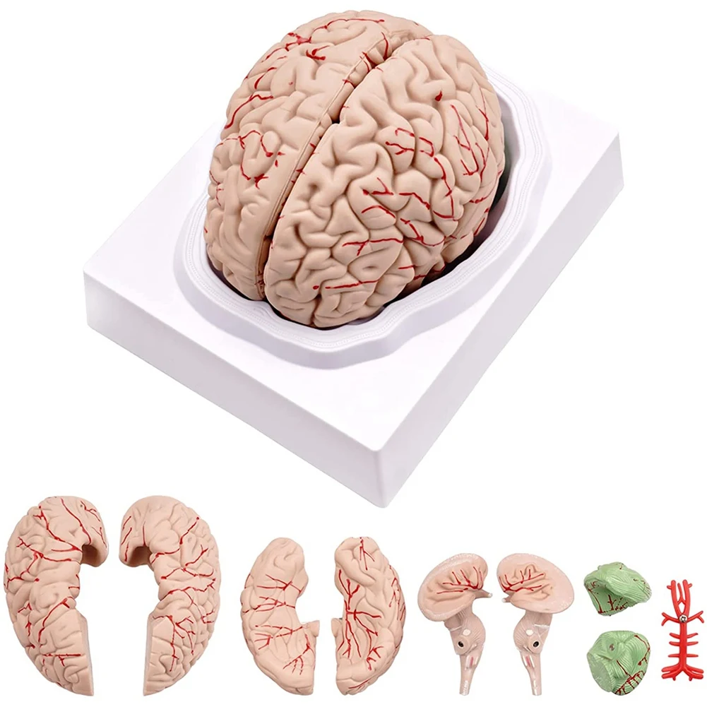 

Human Brain,Life Size Human Brain Anatomy Model with Display Base, for Science Classroom Study & Teaching Display B