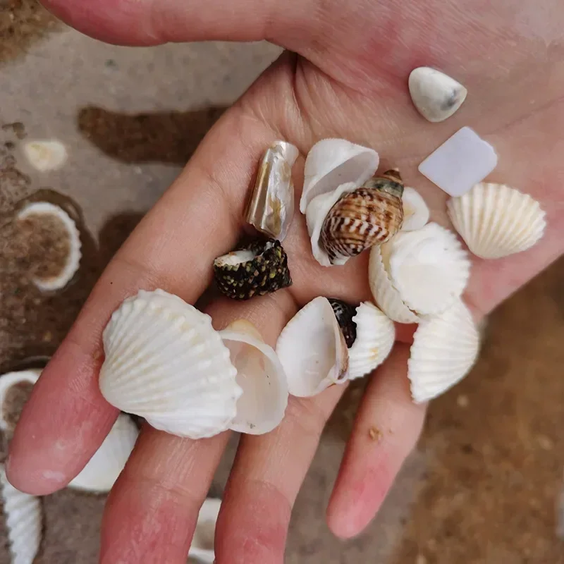 1Bag Natural Mini Conch Mediterranean Colored Mixed Real Small Sea Shells Aquarium Nautical Decoration Ornaments natural shell ornaments