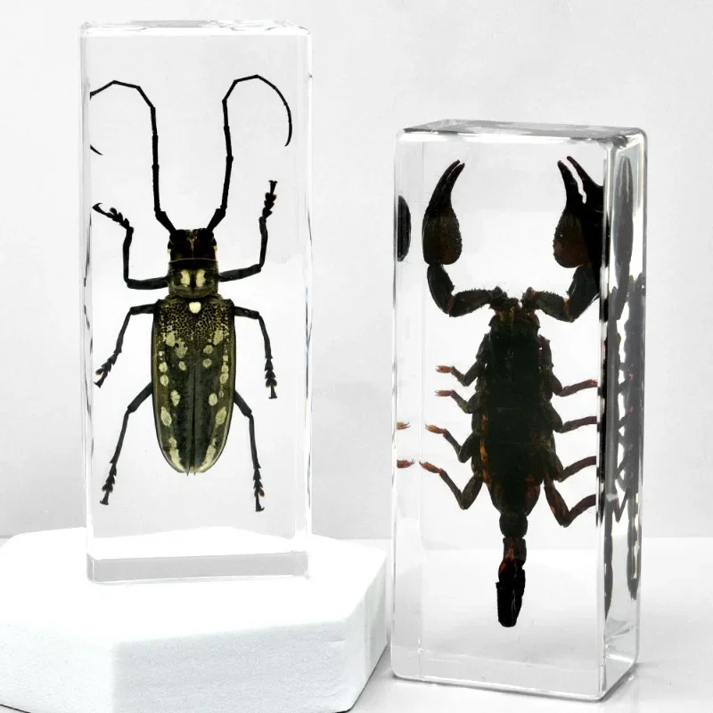 Resin Epoxy Real Bug Insect Specimen Large Tarantula Scorpion Taxidermy Clear Resin Centipede Insect Sample Bug Collection Decor resin starfish ornaments butterfly specimen