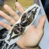 Stygophrynus Dammermani Real Spider Specimen A- Exotic Rainforest Insects Steam Beetle Collection Photography Home Decor 1