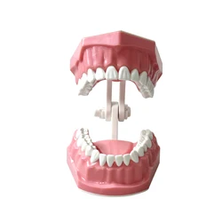 Dental Care Teaching Aid for Kids - Brushing & Flossing Practice Model (MX - 046)