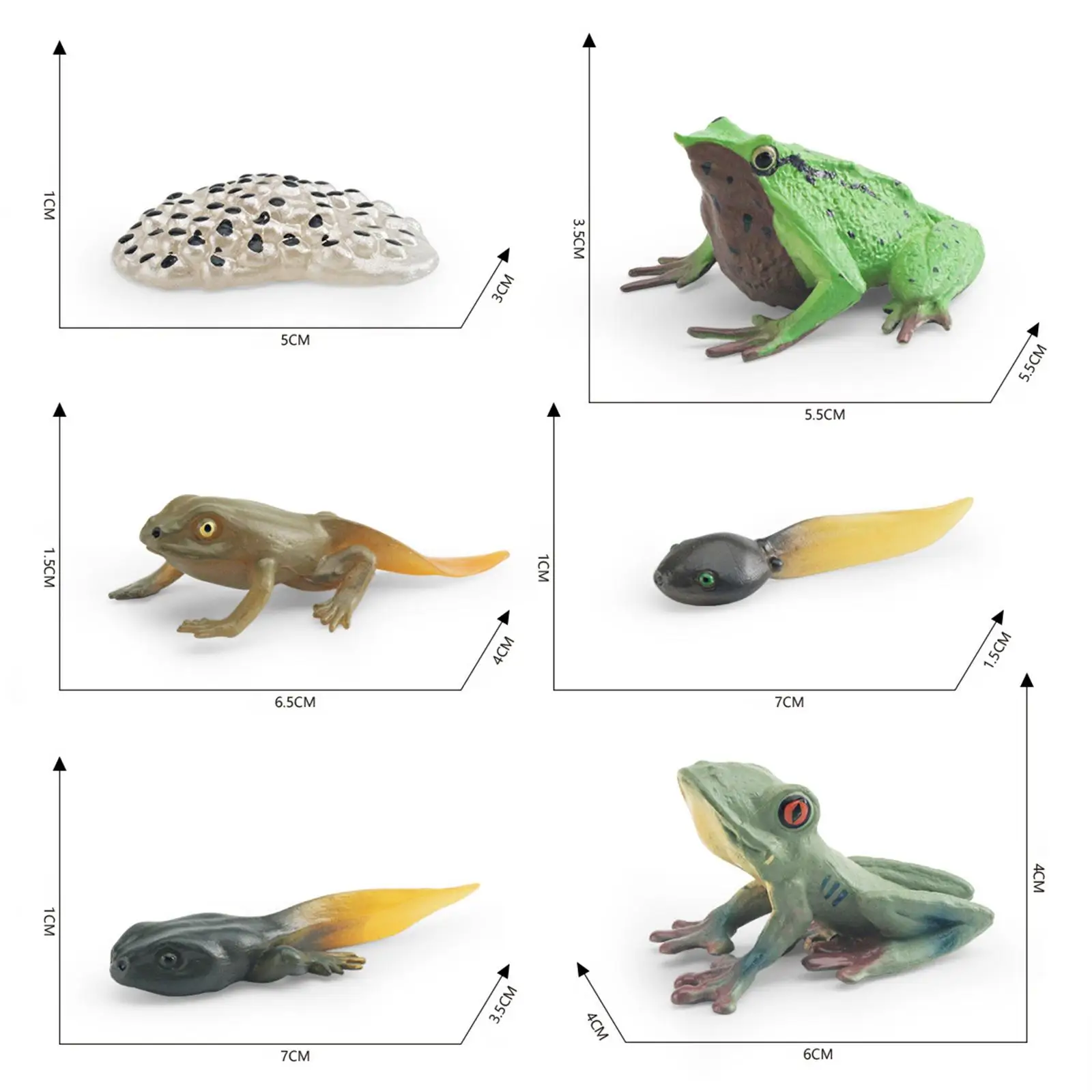 Frog Growth Cycle Realistic Cake Toppers Biology Model Teaching Tools Birthday Gifts Animal Life Growth Cycle Figure Educational 5