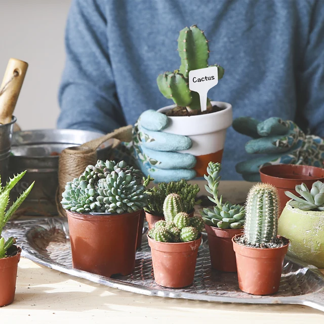 100Db Fehér Növények Címkék Jelzés Jelző Tollkert Bonsai Cserepes Virágok Vetőmag Óvodai Tányér Tányéra Címké - Image 2