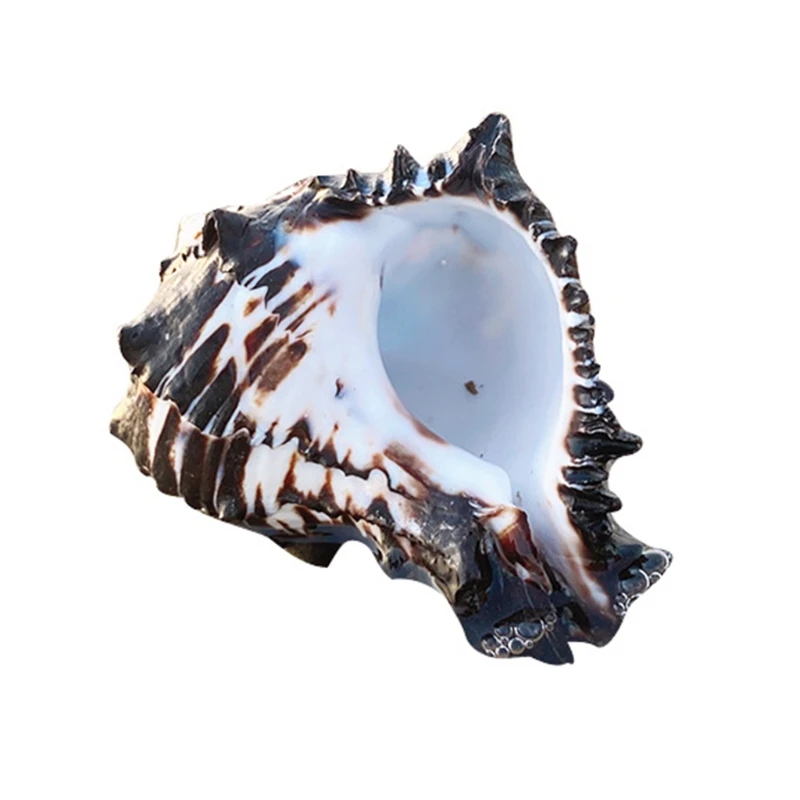 

Natural Conch Large Shells Air Plants Décor Turbo Seashell Suitable for Fresh Water and Marine Water Fish Tanks Drop Shipping