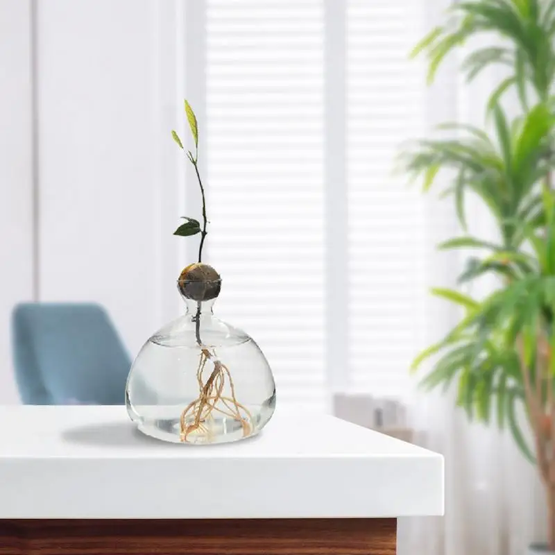 Avocado Tree Growing Kit Elegant Tree Growing Vase Stylish Glass Plant Pot Unique Glass Vases Clear Versatile Design For Indoor 5