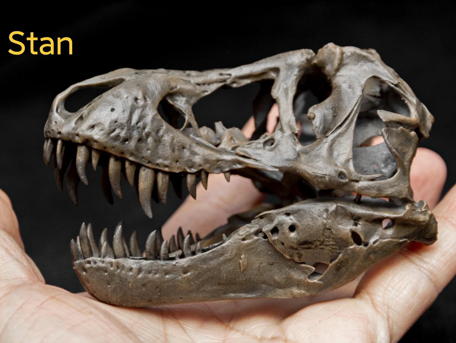 tyrannosaurus skull front