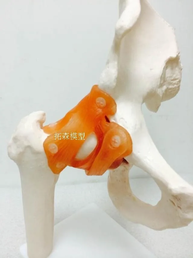 

Human hip joint Femur Skeleton model Teaching Model free shipping