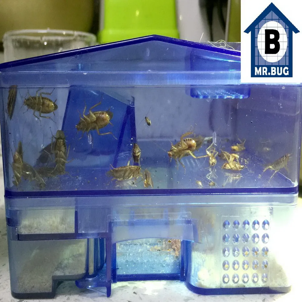 Cockroach Trap House Insect Roach Killer Repellent Pest Trap Killer Cockroach Pesticide Reject Control Bait no Poison Repeller