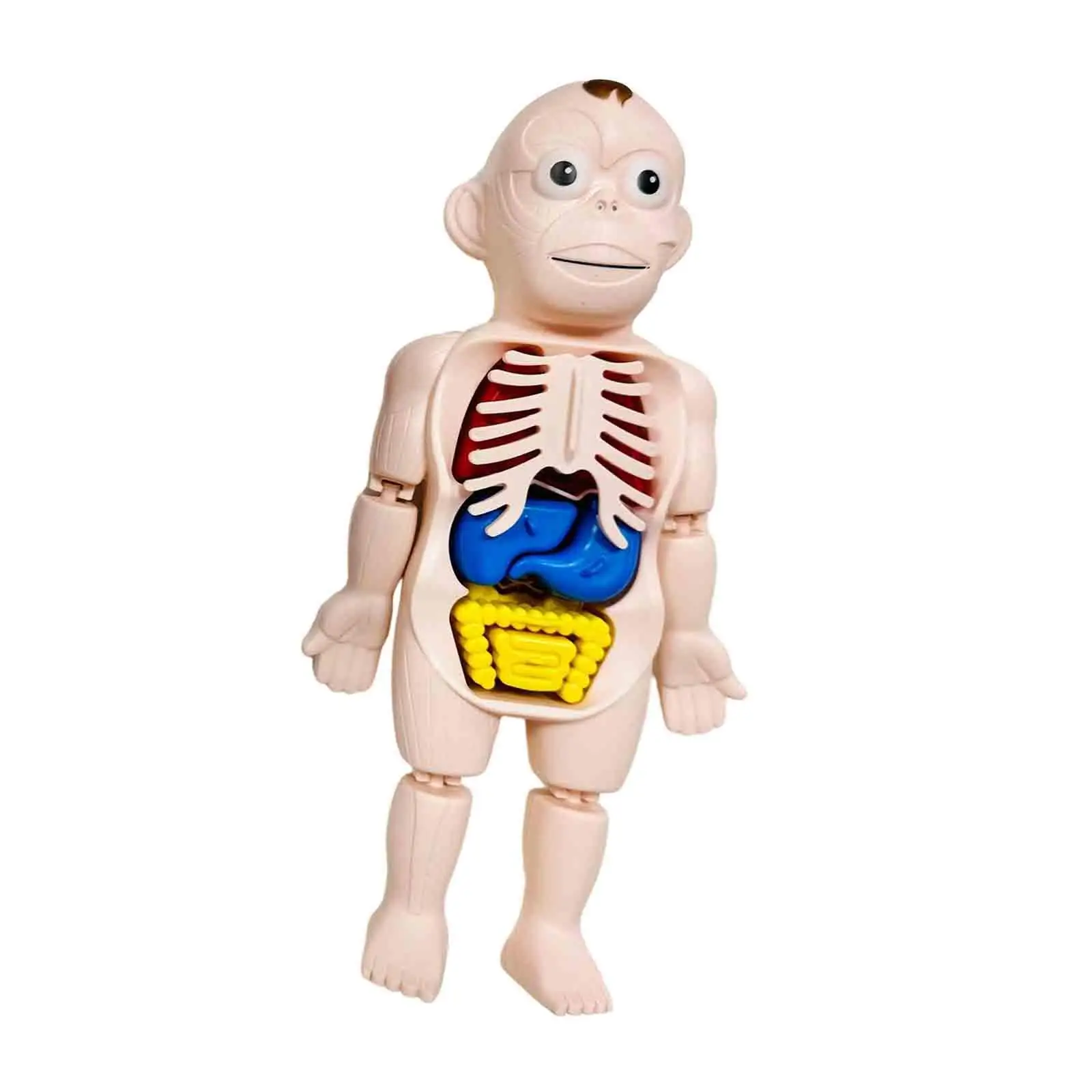 

Human Body Puzzle Body Parts Organs Interactive Early Learning Teaching Tool Organ Model for Demonstration Science Learning