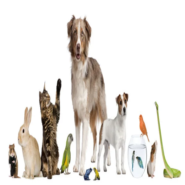Animal surgical products Store