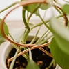 Plant Climbing Rack Plant Trellis Garden Plant Support Stake Stand Metal Vine Growth Flower Rattan Climbing Rack Garden Supplies 4