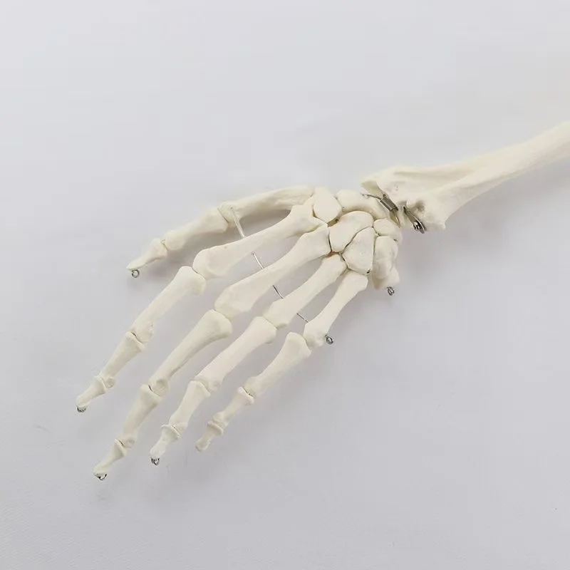 1:1 Human Bone Model of Bone Adult Arm of Upper Limb Arm and Radius Hand Medical Science School Teaching Supplies