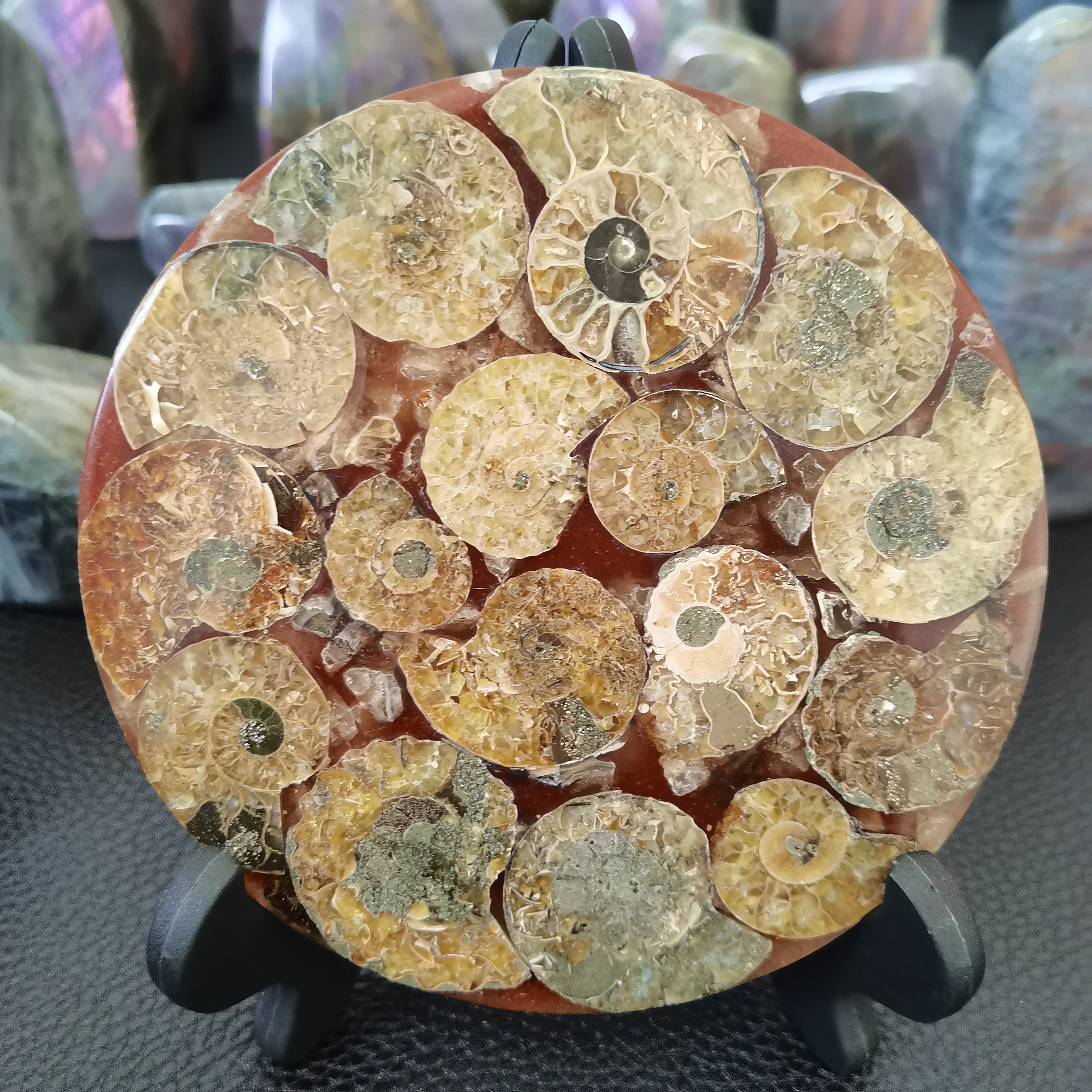 12-13cm Beautiful Ammonite Fossil Slice Plate MADAGASCAR