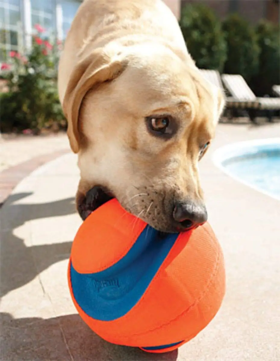 Chuckit! Kick Fetch Ball Dog Toy 3