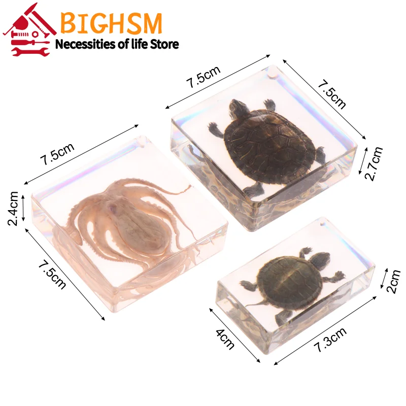 Octopus Tortoise Animal Specimen In Resin For Science Classroom Education ornament crafts resin ornaments resin crafts