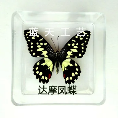 Butterfly Specimen Real Butterfly Specimen Insect Specimen Butterfly Shooting Props DIV Student Teaching Transparent Box Pack 