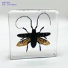 18 kind of Resin insect specimen centipede spider beetle scorpion biological handmade specimen boy gift 1
