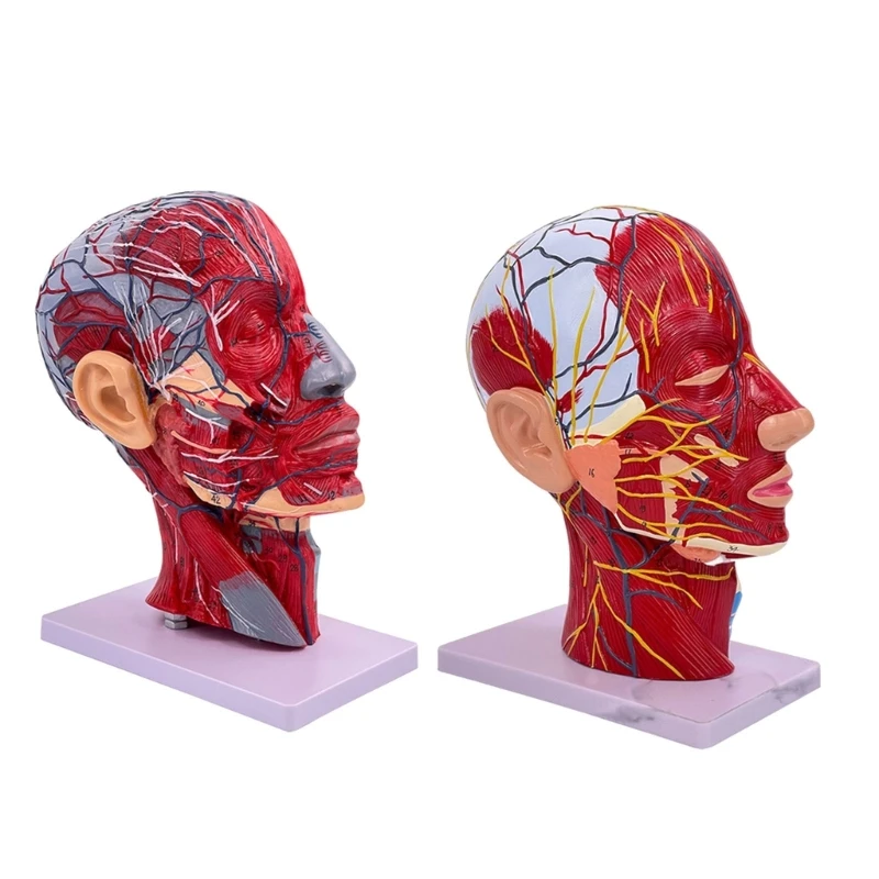 

L43D Human Head Neurovascular Model-Face Anatomical Median Section Model for Science Classroom Display Teaching