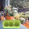 Seedling Sprouter Tray Microgreens Growing Trays Seedling Starter Tray Large Capacity Wheatgrass Grower Microgreens & Nursery 1