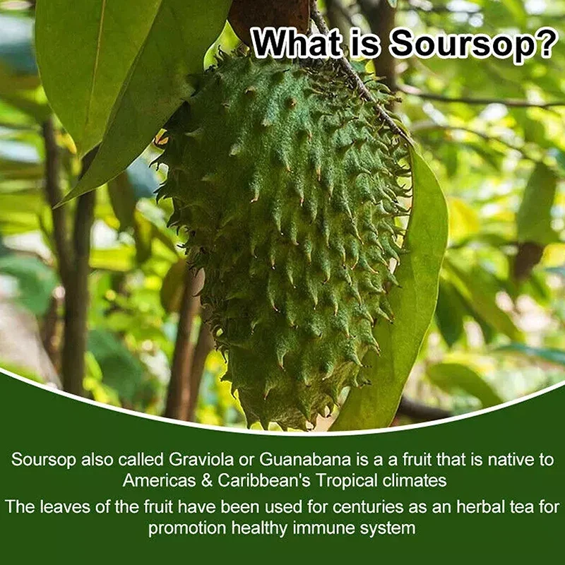 Soursop Graviola-Powerful Antioxidant, Promote Digestion & Cellular Health, Strengthen Immunity soursop supplement