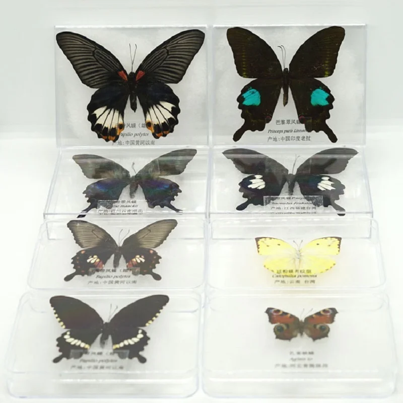 

Real butterfly specimen real insect / Dragonfly logo gift teaching cognition decoration collection wing exhibition box