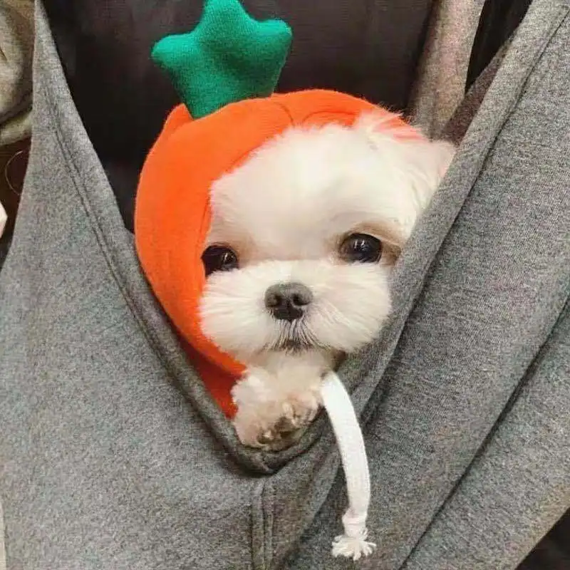 Déguisement Wapiti, Grenouille ou Carotte : Sweat à Capuche Amusant pour Petit Chien - 2025 - Vêtement et accessoires pour chiens - Doglovedesign