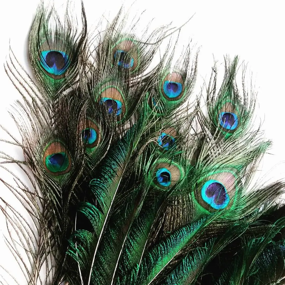 

Wholesale 20pcs 50pcs Natural Peacock Feathers Big Eyes Blue Green for Crafts Handwork Wedding Party and Home Decoration Plumage