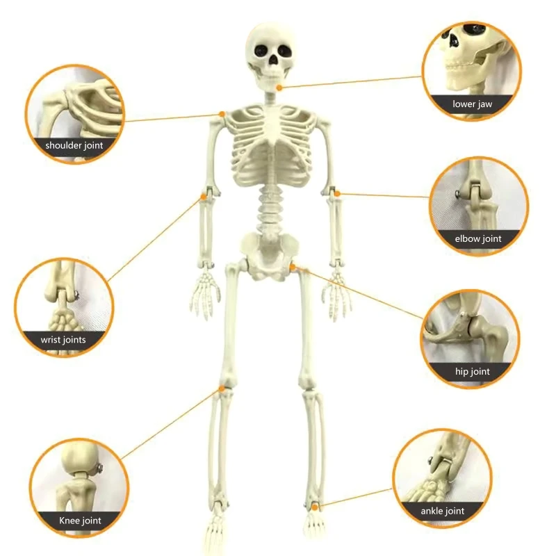 Рисунок 3 - Скелет Poseable, 40 см, стойка,