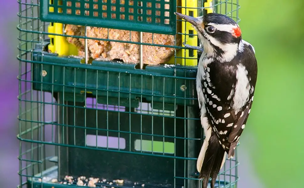 squirrel buster suet