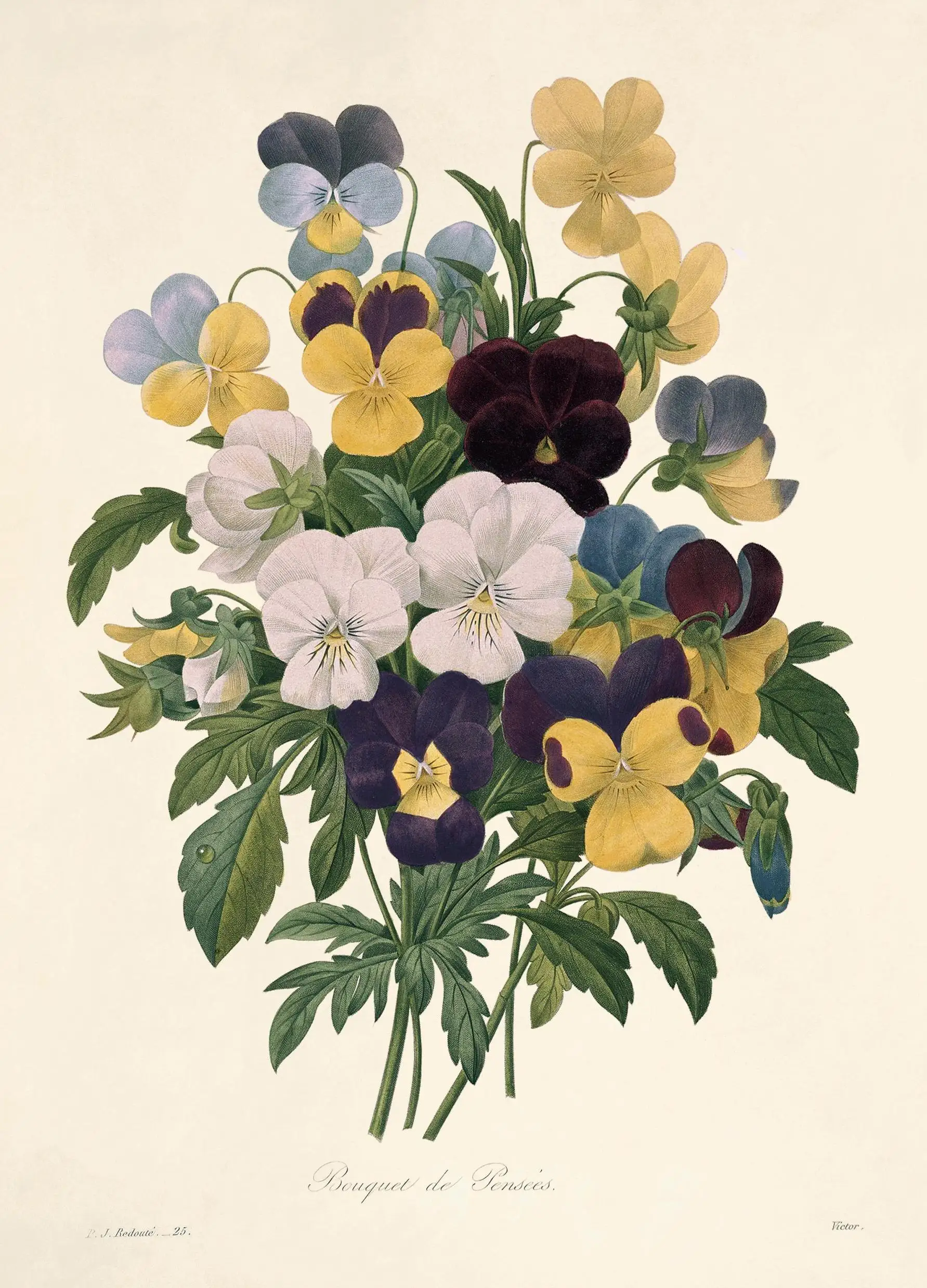 古典的な植物学的ポスター、パンジー、カメリア、バラ、菊の絵画