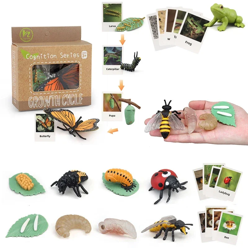 

New Animal Life Cycle Board Children Toys Montessori Teaching Aids Plant Animal Growth Cycle Model Set Preschool Cognitive Toys