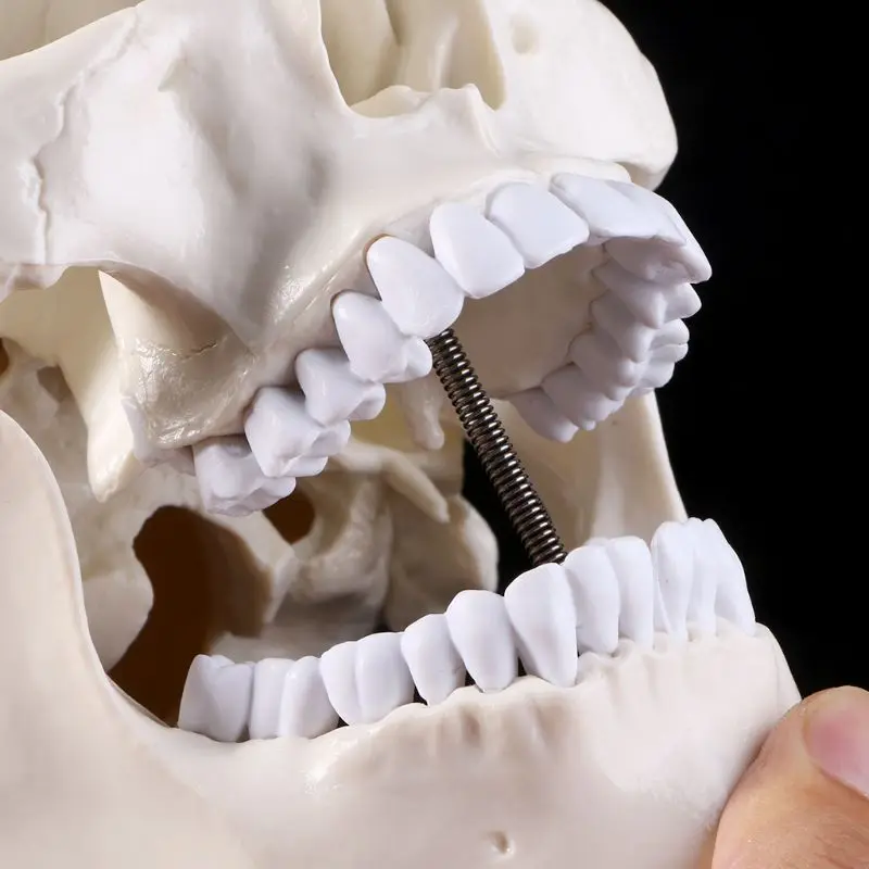 

Анатомическая анатомия человека для головы, скелета, черепа, обучающая модель, школьные принадлежности, Прямая поставка